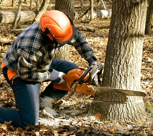 Tree Removal in Mexia, TX